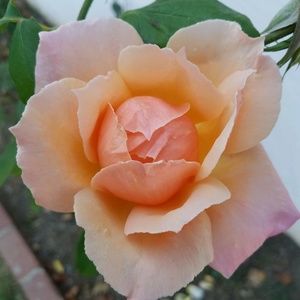 Meet your Posher, Carina